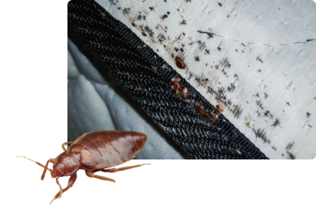 Bedwantsen bestrijden